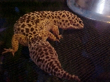 is there a jenny craig for leos? LOL