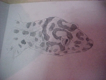 Drawing of Blinkers for a friend