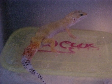 A crappy pic of Vandal