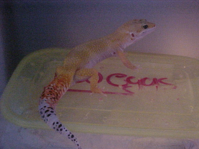 A crappy pic of Vandal