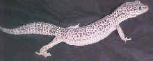 Arwen