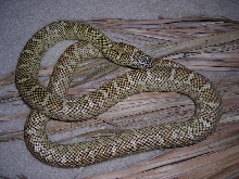 L.g.floridana 'Brooks' CB 2001 'Seminole'