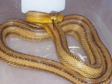 Yellow ratsnake