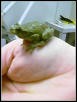 frog