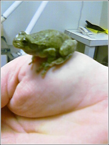 frog