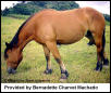 mystery horse