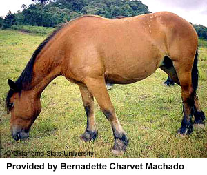 mystery horse