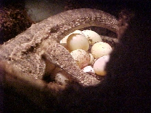 eggs