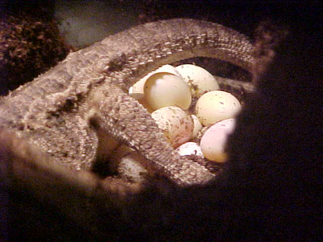 eggs