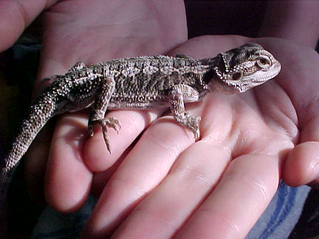 little