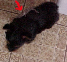 Little Bolke