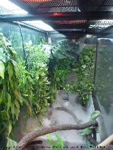 On the Vine
