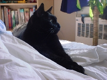 Otis