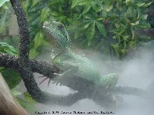 Theo in the Mist