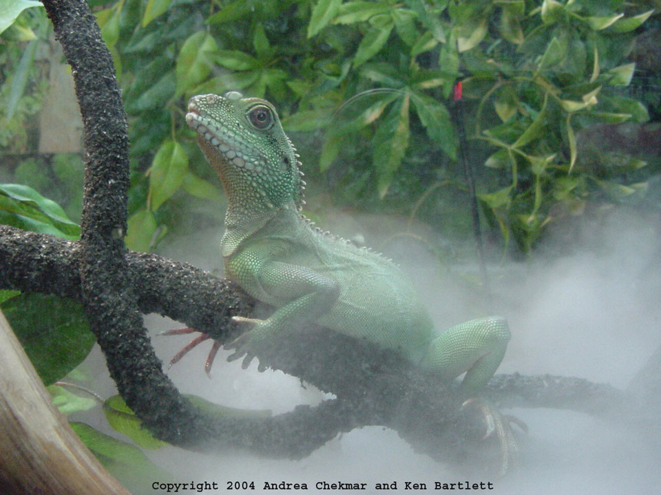 Theo in the Mist