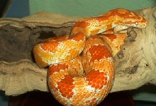 HELP WHAT AM I, ALBINO OKEETEE? AMELANISTIC?