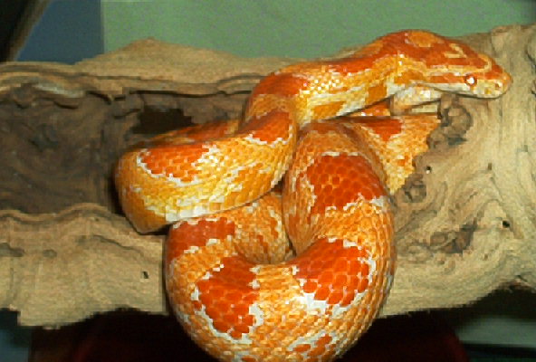 HELP WHAT AM I, ALBINO OKEETEE? AMELANISTIC?