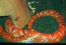 I CAN'T WAIT TO GET TOGETHER WITH THAT GREAT FEMALE ALBINO OKEETEE