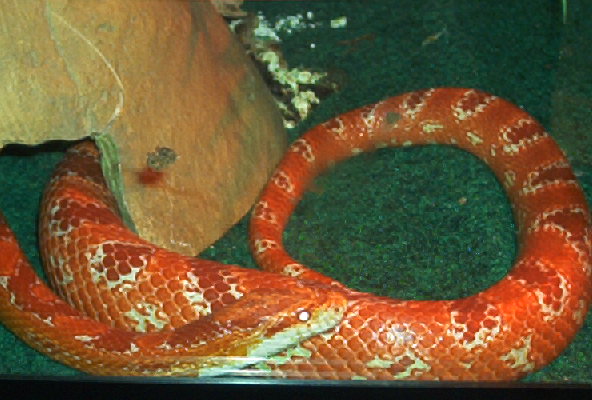 I CAN'T WAIT TO GET TOGETHER WITH THAT GREAT FEMALE ALBINO OKEETEE