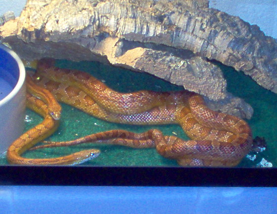 BREEDING OKEETEES