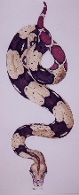 Boa