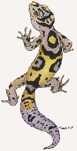 Leopard gecko