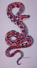 rainbow boa