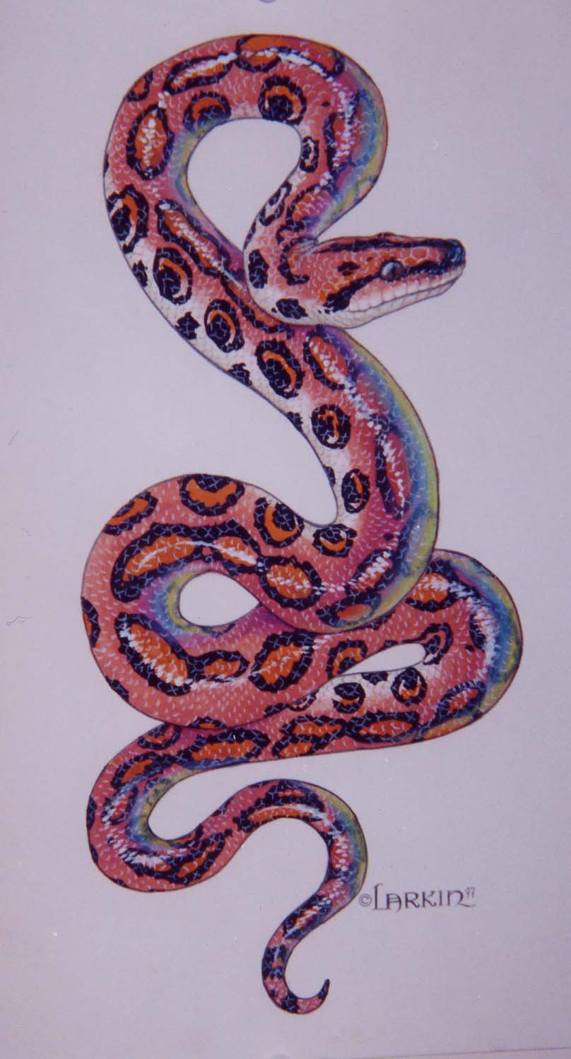 rainbow boa