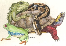 Reptiles