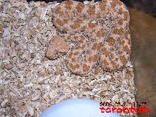 Cerastes cerastes gasperttii