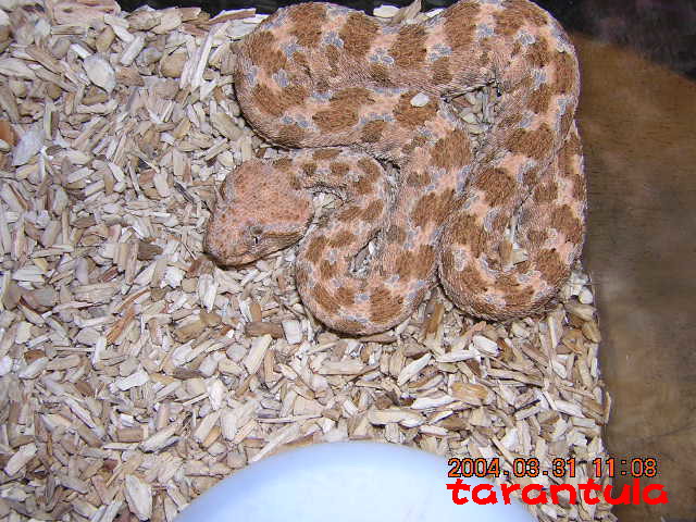 Cerastes cerastes gasperttii