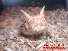 Cerastes cerastes gasperttii