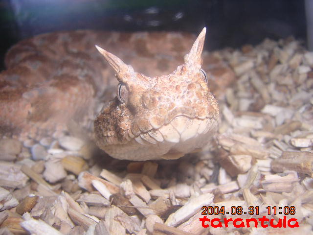 Cerastes cerastes gasperttii