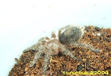 Grammostola aureostriata