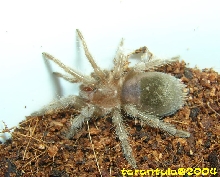 Grammostola pulchra