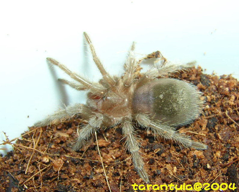 Grammostola pulchra