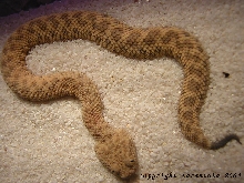bitis peringuey1