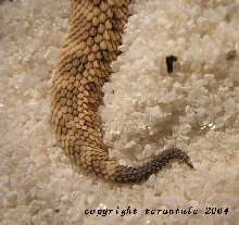 bitis peringuey