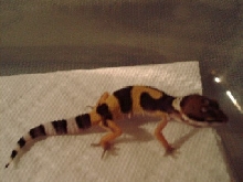 First  female