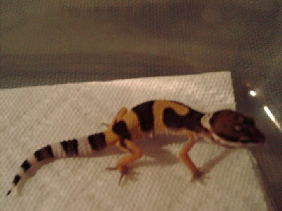 First  female