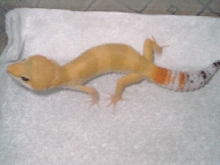 male breeder for 2005