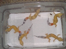 female breeders for 2005
