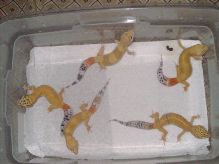 female breeders for 2005