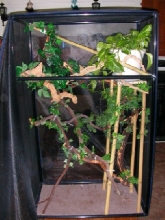 Chameleon Condo