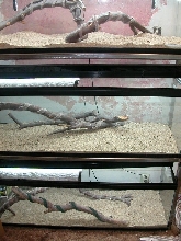 Dragon Display Tanks