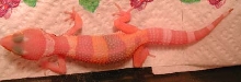 gecko albino