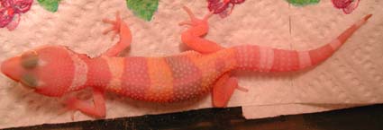 gecko albino