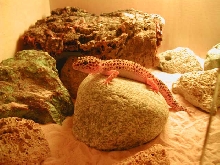 my normal gecko