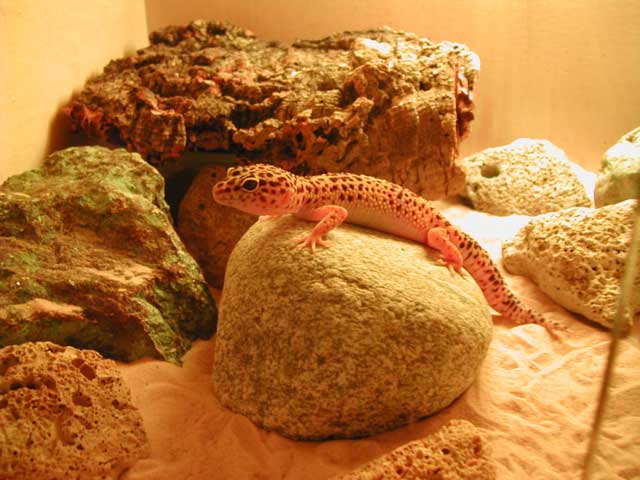 my normal gecko