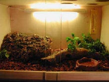 gecko leo cage